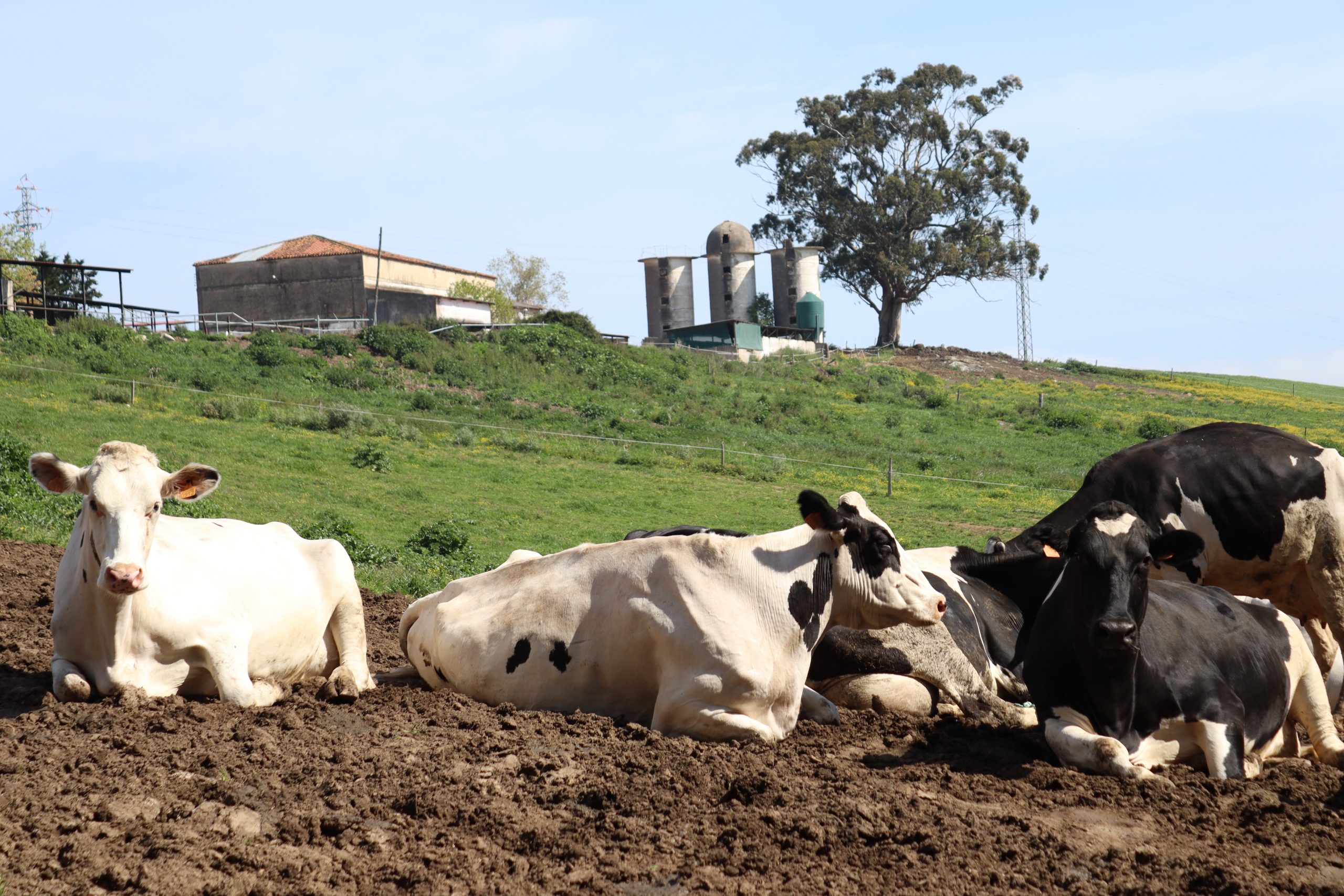 vacas en el prao